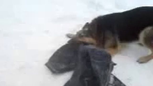 собака по имени Альма!!!!♥♥♥♥ смотреть онлайн