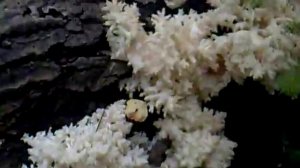 Ежевики коралловые