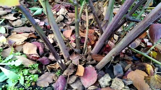 малина сорта энросадира, амира, ежевика сорта небеса могут подождать, лохтей и фридом 5 ноября 2022 смотреть онлайн