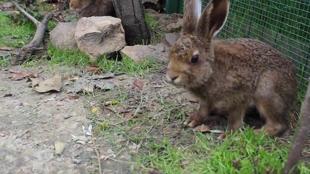 Маленькие Добрыня, Боня, Кнопа и... Маруська... смотреть онлайн