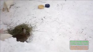 Домашнее кролиководство