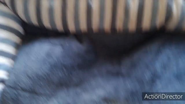 Быстрый способ отчистить всё от щерсти питомцев??? смотреть онлайн