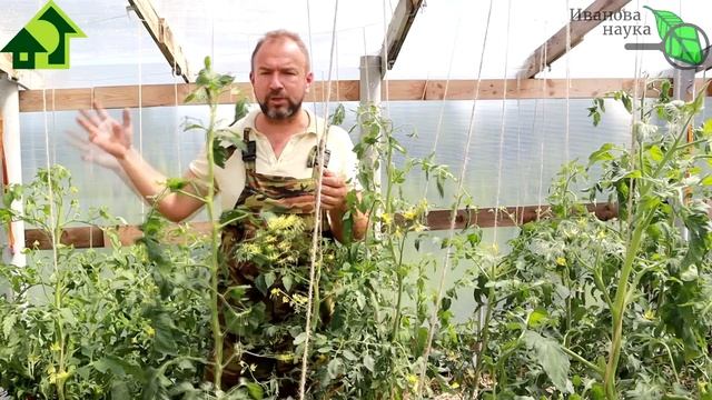ОТ ЭТОЙ ПОДКОРМКИ ОЧЕНЬ ВКУСНЫЙ ОГОРОД! Правильная подкормка ТОМАТА - залог большого урожая.