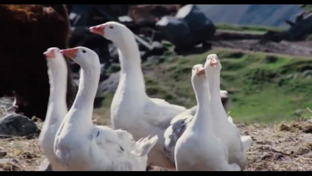 Он без смертен, а она состарилась живя рядом с ним в любви.. смотреть онлайн