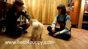 Дрессировка шпица. Разгрузка после занятий.