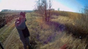 ВЗЯЛИ ДВЕ ЛИСЫ. 2021.Охота на лису в камыше, с гончими.