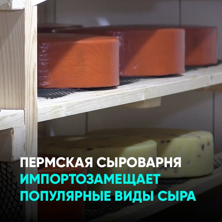 Пермская сыроварня импортозамещает популярные виды сыра