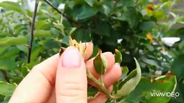 Огородные дела/Увеличиваем площадь под землянику/Первое яблочко смотреть онлайн