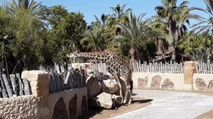 Zoo Rio Safari, Elche, Alicante. Жираф. Giraffe