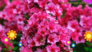 Флокс метельчатый Ред Карибиан. Краткий обзор, описание характеристик phlox paniculata Red Caribbia