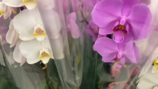 новые ОРХИДЕИ ПОПУГАИ, по 198 руб МОРЕ орхидей УЦЕНОК Леруа Мерлен смотреть онлайн