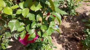 Цветение моих роз- Чандос Бьюти, Ди Ди Бриджуотер ,Минерва,Энн Хендерсон и .......