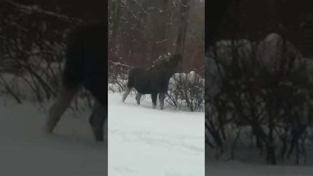 Лоси уже в Москве. Гольяново. Бабаевский пруд.