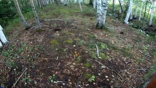 ПОЛНЫЕ ВЕДРА БЕЛЫХ ГРИБОВ! Мощная грибалка 2020! смотреть онлайн