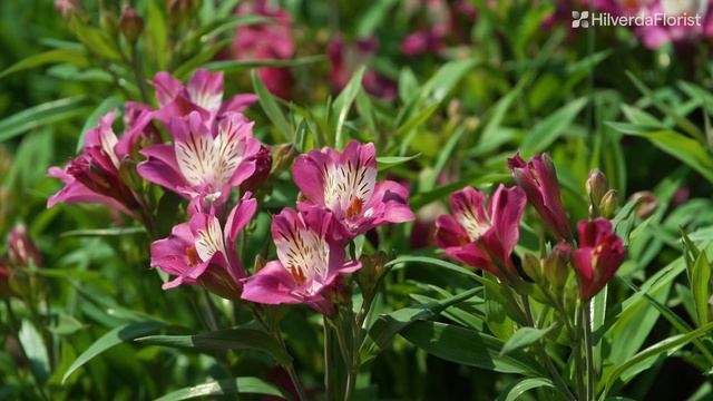 Highlight video: Alstroemeria Summer Paradise® by HilverdaFlorist смотреть онлайн