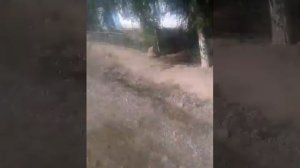 Мальчик вампир