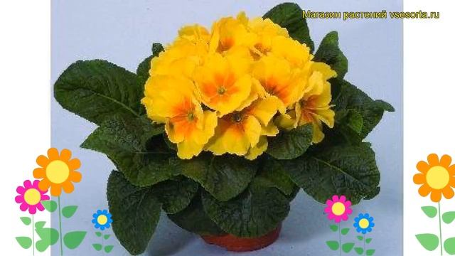Примула бесстебельная Еллоу Виз Ай. Краткий обзор, описание primula acaulis Yellow With Eye смотреть онлайн