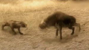 Хайвонлар хакида Динозаврлардан Сунг Яшаган Энг Йирткич Хайвонлар #динозаврлар