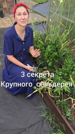 Чтобы получить корень сельдерея делаем 3 простых шага