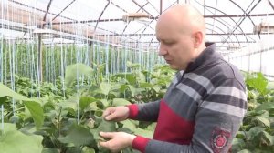 Баклажан Фабина - раннеспелый гибрид баклажана. Высокая устойчивость к болезням.
