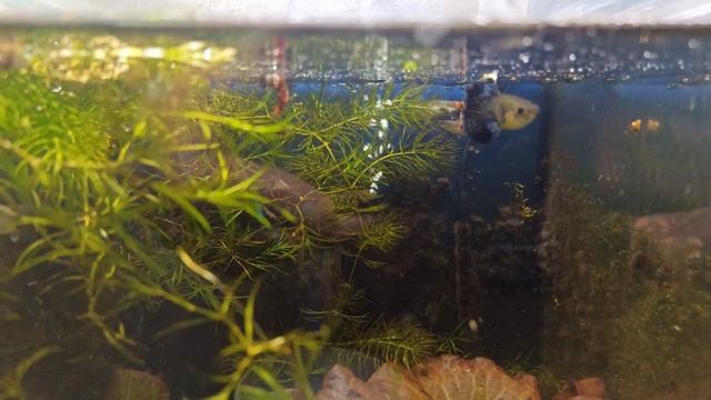 ПОЧЕМУ НЕ ПЛОДЯТСЯ ГУППИ? + Новая линия Дамбо! смотреть онлайн