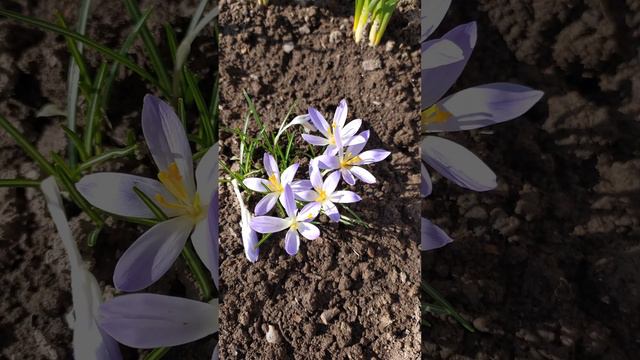 первые весенние цветы #цветы #жизньвдеревне смотреть онлайн