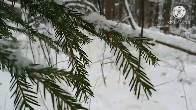 Поход в лес!Лесной лагерь! Красота зимнего леса!?