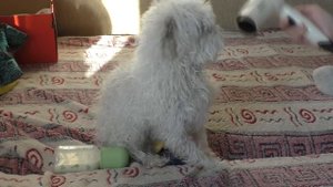 ШОК! ПОДКИНУЛИ ЩЕНКА И КОТЁНКА