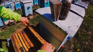 Расширение пчелиного гнезда