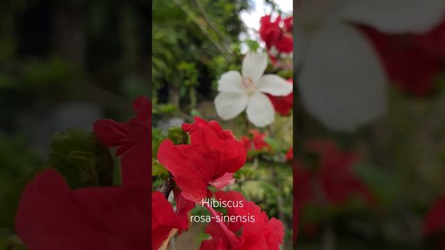 Китайская роза. Hibiscus rosa-sinensis.