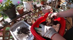 Реанимация комнатных цветов