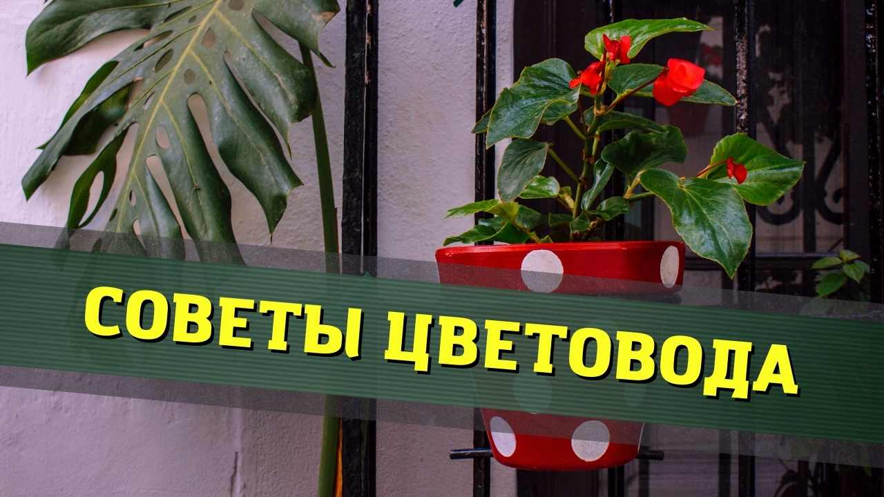 Огород в квартире: с чего начать? Советы от цветовода из Сергиева Посада