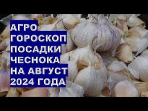 Агрогороскоп посадки озимого чеснока на август 2024Agrohoroscope for planting winter garlic for Augu