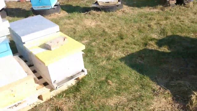 КАК ВЫБИРАЮ СЕМЬИ НА РАСШИРЕНИЕ КОРПУСОМ/матка сеет на языке с краю гнезда смотреть онлайн