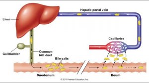 Анатомия и физиология - Лекция 68 - Всасывание в тонкой кишке, толстая кишка