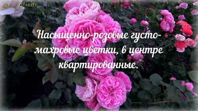 Леонардо да Винчи! Без этой розы сад-не сад!