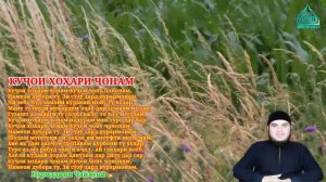 Кори Амирхамза Нашид 2023 Куҷои Хоҳари Ҷонам Qori Amirhamza Nashid 2023 Kujoi khohari Jonam