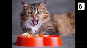 Удивительные соседи. Сибирская кошка