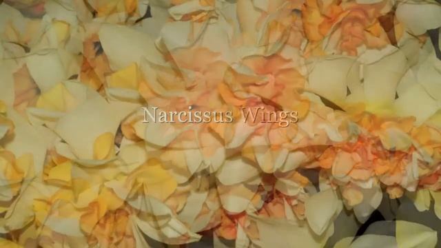 Narcissus Wings смотреть онлайн