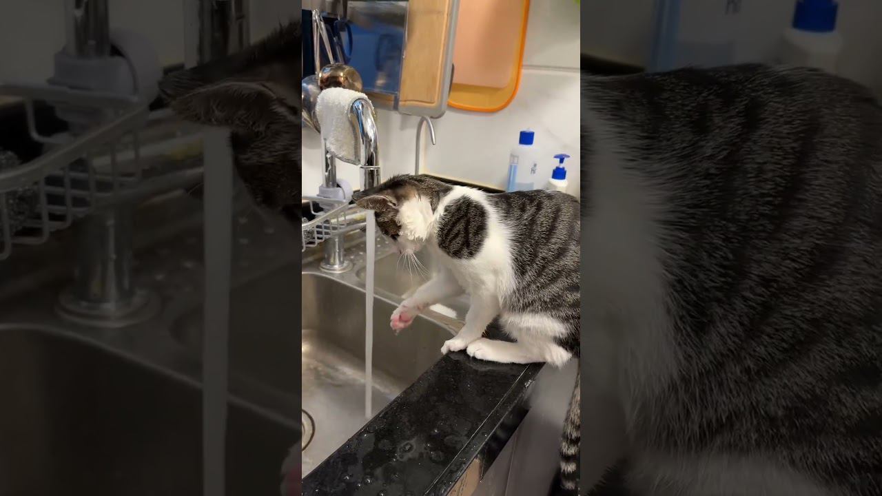 Водный котThe water cat. смотреть онлайн