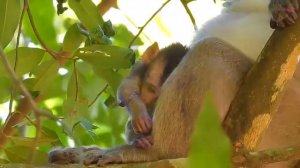 Lion Provokes Giant Gorilla When Attack Baby Gorilla - Lion Subjectively Receive a Disastrous Defea