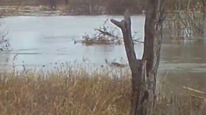 ЕЩЁ ЖИВУТ БОБРЫ В РЕКЕ КУМЫЛГА.AVI