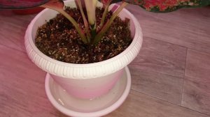 АГЛАОНЕМА.Профилактика от вредителей.Полив и удобрение для аглаонемы.Опрыскивание витаминами.