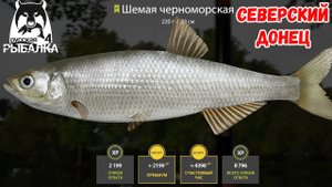 ШЕМАЯ ЧЕРНОМОРСКАЯ И ЧЕХОНЬ НА СЕВЕРСКОМ ДОНЦЕ В РУССКОЙ РЫБАЛКЕ 4 РР4