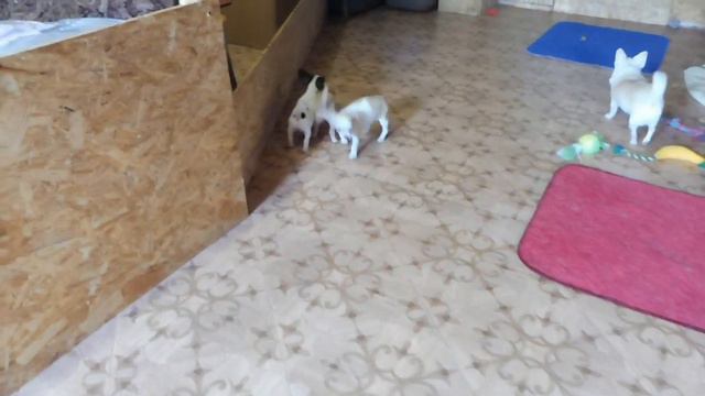 #ЧИХУА "ТАБЛЕТКИ " ОТ ДЕПРЕССИИ#VLOG ЩЕНКИ ПРОДАЮ#ПИТОНИКМАРИМИСТИК ФОТО НАШИХ ЩЕНКОВ В НОВЫХ СЕМЬЯ смотреть онлайн