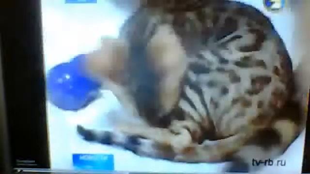 Выставка кошек УФА, питомник бенгальских кошек Бенгал-кэтс Светланы Нехороших