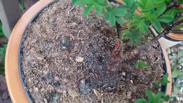 Розы и розовый пенек, хосты, гортензии, глициния и астильба. смотреть онлайн