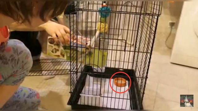 АДАПТАЦИЯ У ПОПУГАЯ, как помочь птичке привыкнуть к новому дому. 🐦👍