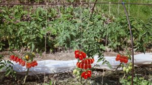 Жалею что раньше не сажала! Мега урожайные пальчиковые томаты для засолки и еды открытого грунта!