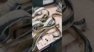 Как отработали оригинальные топливные фильтра Прадо 150 дизель